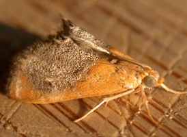 Sooty-winged Chalcoela